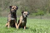 BORDER TERRIER 039
